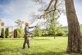 How Our Tree Care Process Works  in  River Hills, WI
