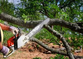 Best Commercial Tree Services  in River Hills, WI