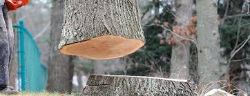 Best Emergency Tree Removal  in River Hills, WI