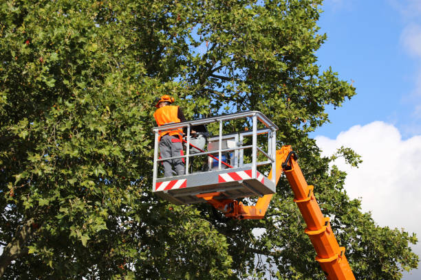 Best Hedge Trimming  in River Hills, WI