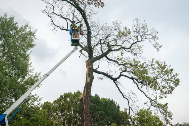 Best Leaf Removal  in River Hills, WI