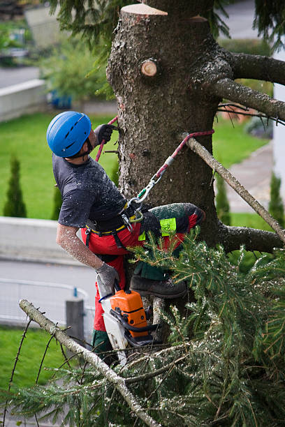 Best Utility Line Clearance  in River Hills, WI