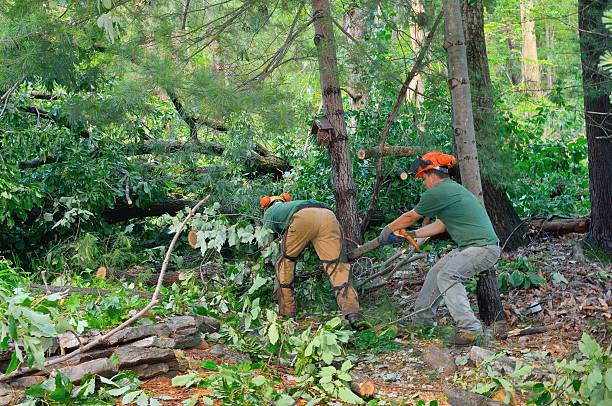 Best Fruit Tree Pruning  in River Hills, WI